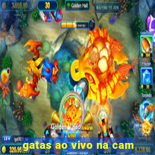 gatas ao vivo na cam