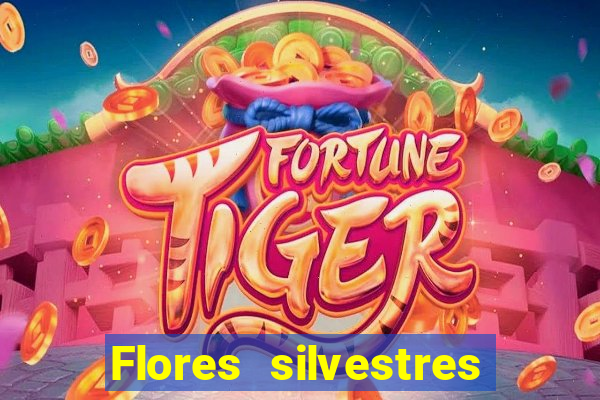 Flores silvestres brasileiras 25