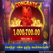 sonhar com gato machucado