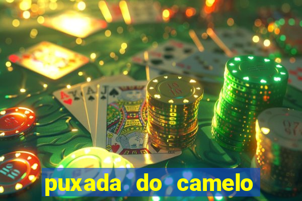 puxada do camelo jogo do bicho