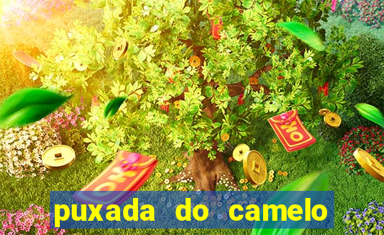 puxada do camelo jogo do bicho